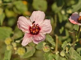 Image result for Pavonia