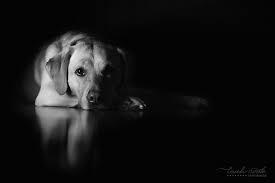 Gorgeous Low Light Shot From Leah Cook Photography Dog Photography Studio Pet Photography Studio Dog Photoshoot