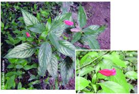 Image result for Ruellia brevifolia