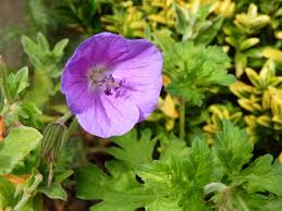 Image result for Pelargonium grossularioides