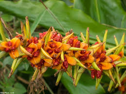 Check spelling or type a new query. Hawaii Ginger Maui Plant Of The Month Awapuhi Kuahiwi