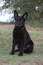 A black german shepherd looks very similar to an average shepherd. Ziska Black German Shepherd Puppy For Sale Arizona Zauberberg