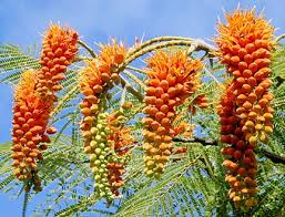 Image result for Colvillea