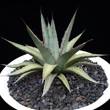 Image result for Commiphora pteleifolia