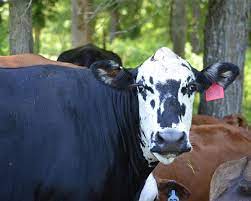 Pregnant Cow Still Cycling