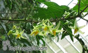 Image result for Solanum sp. B
