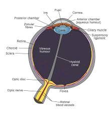 We did not find results for: Human Eye Diagram Human Body Pictures Images Science For Kids
