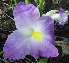 Image result for Siphonochilus kirkii - yellow-flowered form