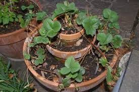 erdbeerpyramide erdbeeren garten erdbeerturm bepflanzung
