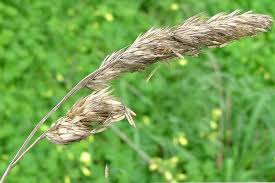 Image result for Dactylis