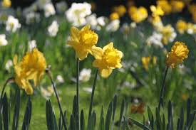 Pin On Gardening