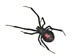 Verified pest control services in bur dubai, dubai rodent control mosquitos control termites control bed bugs control.looking to hire professionals near bur dubai? Dubai Pest Control Pest Control Services Supremepcs Dubai