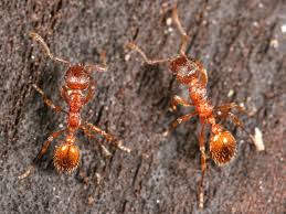 Carpenter ants and termites are social insects that live in colonies and excavate wood. Bugging Out The Walrus