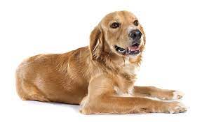 For example, a golden retriever and a japanese spitz both cost around $2,500 at a reputable pet store. Golden Retriever Price Everything You Need To Know My Dog S Name
