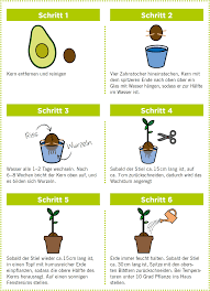 Avocado Anpflanzen Avocado Plant Raised Garden Beds Irrigation Raised Garden Beds Diy