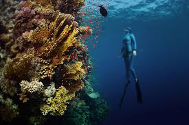 10 Reasons To Ensure Red Sea Diving In Egypt Makes Your Bucket List