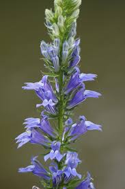 Image result for Lobelia minutula