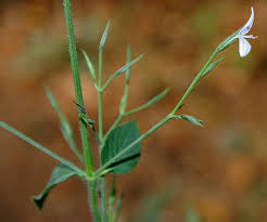 Image result for Dicliptera paniculata