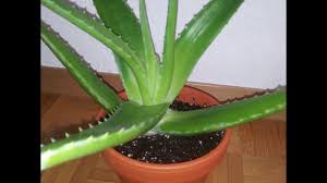 Et du fait de son origine, il craint l'ombre, le froid et l'excès d'humidité. Comment Planter De L Aloe Vera
