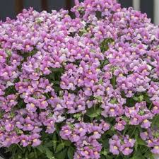 Image result for Nemesia zimbabwensis