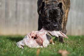 Cane Corso Beslerken Dikkat Etmeniz Gereken Hususlar