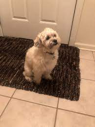 Maybe you would like to learn more about one of these? Shih Poo Puppies For Sale St Charles Il 310228