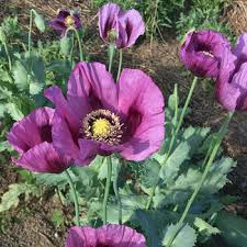 Start your poppy seeds six to eight weeks before the planting date in thin the seedlings to one per pot when they reach 1 inch in height. Poppy Hungarian Blue Papaver Somniferum Seeds Select Seeds