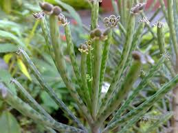 Kalanchoe Delagoensis Introduced Efloraofindia