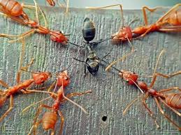 Pin By Team Home Hunter On Word Black Ants Ants Red Ant