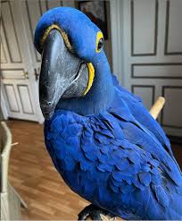 The cuttle fish 'thing' is a rigid bonelike structure we call a cuttle bone commonly used in birdcages for birds to clean/hone their beaks. Hyacinth Macaw Birds For Sale Macaw Parrots Ranch