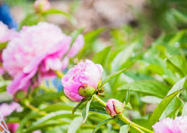 Image result for old fashioned flower buds just opening