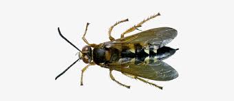 We did not find results for: Cicada Killer Wasp Types Of Wasps In Florida Transparent Png 450x300 Free Download On Nicepng