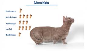 Maybe you would like to learn more about one of these? Munchkin Cat Breed Everything You Need To Know At A Glance