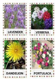 Flower names in kannada | learn flower names in kannada Flowers Part 16 Esl Worksheet By Subbalakshmi