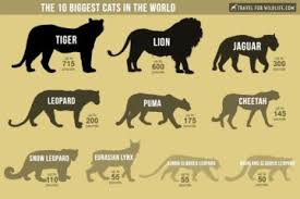 These countries have the largest numbers. 37 Animals That Start With N