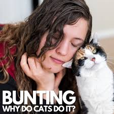 🐾 Ever wonder why your cat...