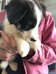My first litter of bordoodles was born april 8th 2014 after several years of breeding purebred border collies. New Puppy Seamus Border Collie Poodle Mix Bordercollie
