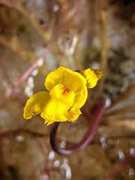 Kuvahaun tulos haulle bladderwort plant