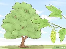 Check spelling or type a new query. How To Identify Trees 15 Steps With Pictures Wikihow