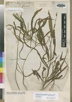 Image result for Potamogeton schweinfurthii