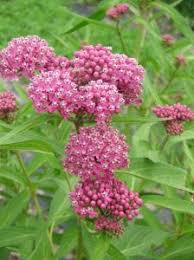 Heirloom Perennials Biennials Heritage Flower Farm Mukwonago Wi Plants Deer Resistant Plants Flower Farm