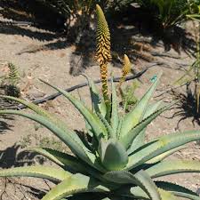 Image result for Aloe bukobana