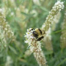 Image result for Buchnera candida