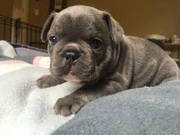 French bulldog keychain animal dog keyring holder charm trinket bag accessories. Blue French Bulldog Puppy 4 Weeks Old French Bulldog Puppies Blue French Bulldog Puppies French Bulldog Blue