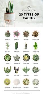 cactus cacti chart infographic cute garden gardening