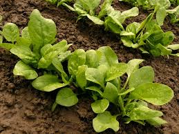 Check spelling or type a new query. How To Grow Spinach In Your Home Garden 2021 Masterclass