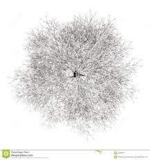 Tree Vector Plan Google Sok Tree Plan Tree Drawing Landscape Trees