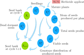 Flow Chart Of Weed Life Cycle Considered By The Models The