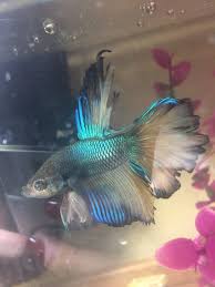 Does My Betta Have Fin Rot Or Just An Uneven Tail My Aquarium Club
