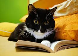 How long is a cat's memory span? Four Things You Didn T Know About Your Cat S Brain Petmd